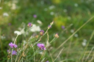 Obraz premium In a lush meadow during summer, purple wildflowers stand tall among green grasses. The scene captures morning light enhancing the natural beauty of the blooms.
