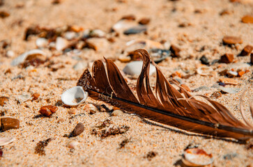 Macro Shot of a Single Brown Feather on a Shell-Covered Beach