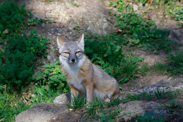 Steppenfuchs (Vulpes corsac) oder Korsak, Wildtier in Natur