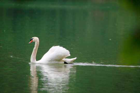 H&ouml;ckerschwan (Cygnus olor) schwimmt auf dem Wasser