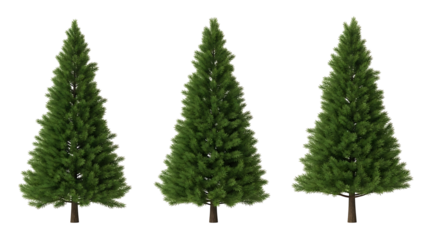 Three stylized Christmas trees, varying in size, displayed against a black background. Lush green needles, conical shapes