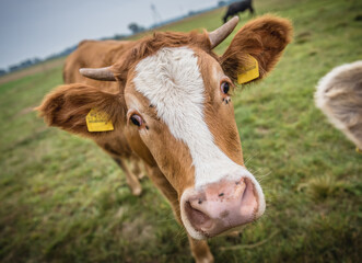 Cows on a meadow in Masovia region of Poland