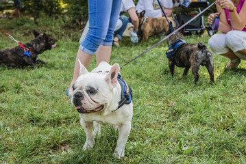 French bulldogs and their owners met in Warsaw city, Poland