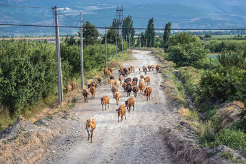 Herd of cows on a dust road in Georgia