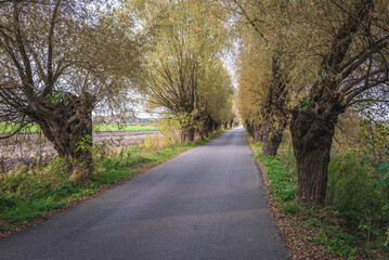 Willow trees in Zelazowa Wola in Poland, birthplace of Frederic Chopin