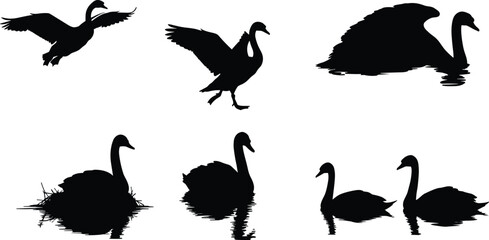Swan bird silhouettes flying, landing on water, nesting with reeds, swimming pair, graceful wildlife illustration, black and white vector design
