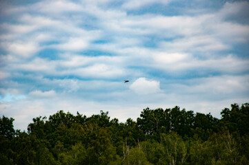 Landscape of scenery nature. Scenic landscape of woodland. Hill landscape with forest. Nature forest with cloudy sky. Green forest wood landscape. Nature of mixed forest. Wild bird