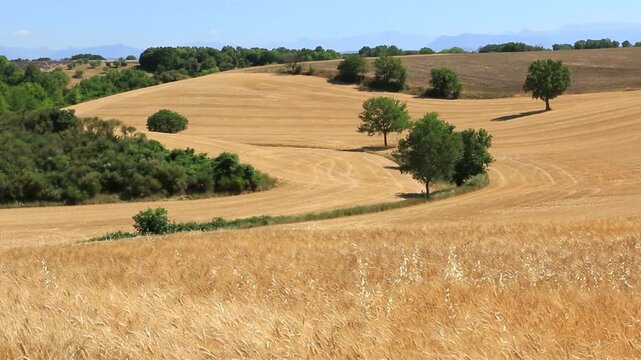 Paysage vallonn&eacute; o&ugrave; se c&ocirc;toient champs de c&eacute;r&eacute;ales et bosquets ou arbres isol&eacute;s.