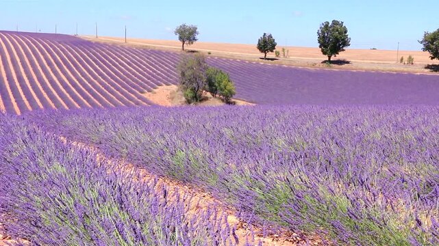 Champs de lavandes en fleurs recouvrant une colline en Provence.
