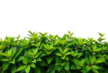 Fototapeta premium Wide shot of lush green foliage against pure white backdrop, simple, ecology