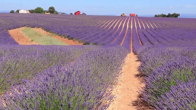 Colline de champs de lavandes en fleurs &agrave; l'&eacute;poque de la r&eacute;colte.
