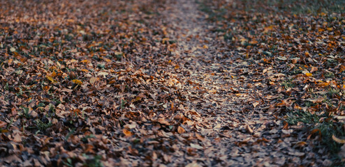Path in the park with fallen yellow leaves, abstract autumn background