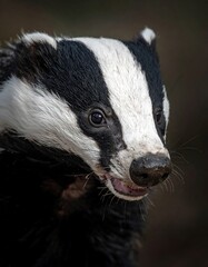 Close-up portrait of a badger