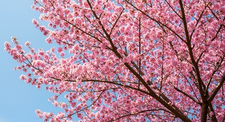 青空輝く桜満開 淡いピンクの花びら舞い散る春景色. AI Generated