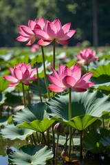 Pink lotus flowers bloom in a serene pond.