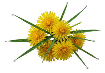 Vibrant yellow dandelion blooms, lush green grass sprigs, glistening water droplets, close-up macro shot on transparent studio background, high-key lighting, concept of natural purity and freshness.