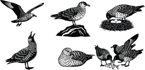 Seabird gull silhouettes in flight, nesting with eggs, feeding fish, perched on rock, coastal wildlife illustration, black and white design