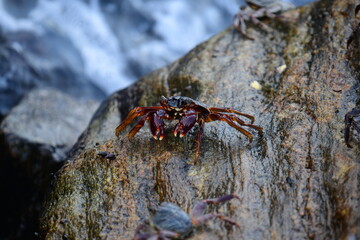 A crab with a dark shell and reddish claws clings to a wet, textured rock face. The background shows blurred, rushing water, creating a sense of a natural, coastal habitat.