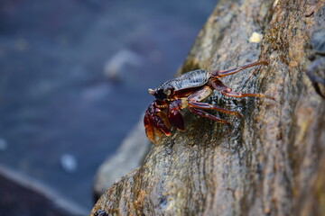 A crab with a dark shell and reddish claws clings to a wet, textured rock face. The background shows blurred, rushing water, creating a sense of a natural, coastal habitat.