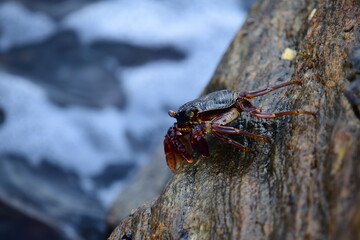 A crab with a dark shell and reddish claws clings to a wet, textured rock face. The background shows blurred, rushing water, creating a sense of a natural, coastal habitat.
