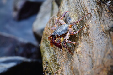 A crab with a dark shell and reddish claws clings to a wet, textured rock face. The background shows blurred, rushing water, creating a sense of a natural, coastal habitat.
