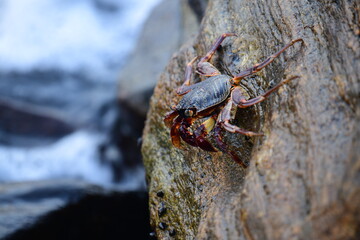 A crab with a dark shell and reddish claws clings to a wet, textured rock face. The background shows blurred, rushing water, creating a sense of a natural, coastal habitat.
