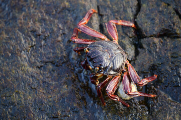 A crab with a dark shell and reddish claws clings to a wet, textured rock face. The background shows blurred, rushing water, creating a sense of a natural, coastal habitat.