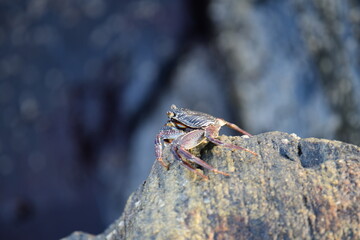 A crab with a dark shell and reddish claws clings to a wet, textured rock face. The background shows blurred, rushing water, creating a sense of a natural, coastal habitat.