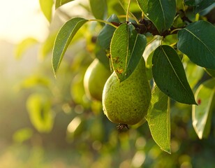 Pears hanging on a tree branch bathed in sunlight