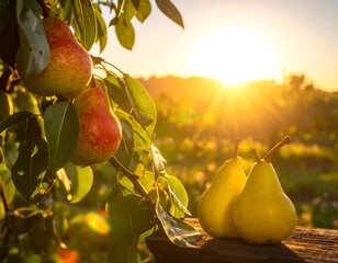 Pears on a branch at sunset