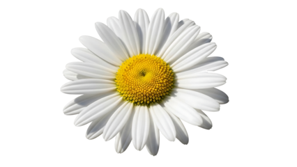 Close-up of a single, white daisy with a bright yellow center