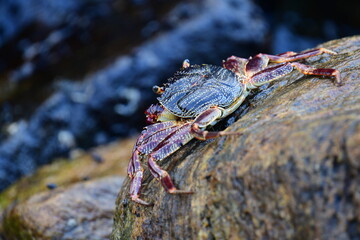 A crab with a dark shell and reddish claws clings to a wet, textured rock face. The background shows blurred, rushing water, creating a sense of a natural, coastal habitat.