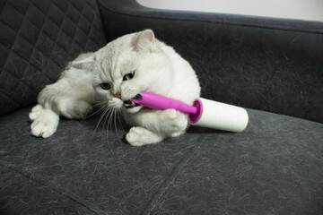 Gray cat playing and biting lint roller on upholstered sofa covered with pet hair. Shedding fur visible. Concept of pet behavior, cleaning, hygiene, furniture care.