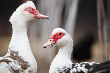Poultry farm. Two Muscovy ducks close-up.