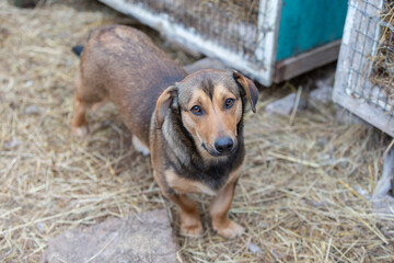 Dog standing outdoors near kennels in a rural setting during daylight