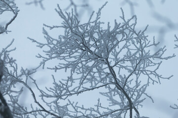 A detailed closeup shot of a tree branch that is beautifully covered in a thick layer of white snow, showcasing a serene winter scene