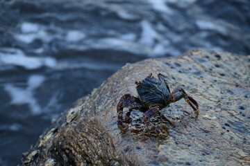 A crab with a dark shell and reddish claws clings to a wet, textured rock face. The background shows blurred, rushing water, creating a sense of a natural, coastal habitat.