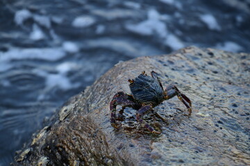 A crab with a dark shell and reddish claws clings to a wet, textured rock face. The background shows blurred, rushing water, creating a sense of a natural, coastal habitat.