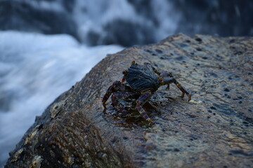 A crab with a dark shell and reddish claws clings to a wet, textured rock face. The background shows blurred, rushing water, creating a sense of a natural, coastal habitat.