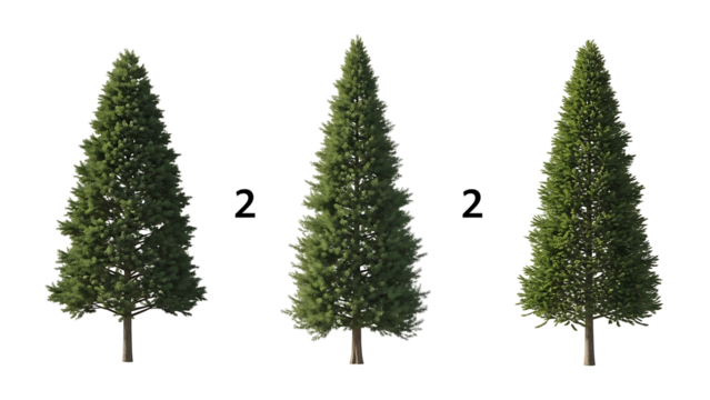 Three conifer trees, differing slightly in shape and density, against a black background