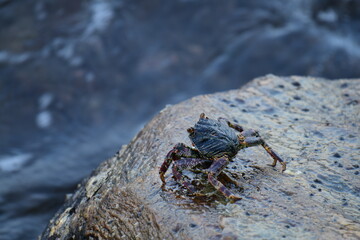 A crab with a dark shell and reddish claws clings to a wet, textured rock face. The background shows blurred, rushing water, creating a sense of a natural, coastal habitat.