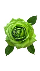 Vibrant lime green rose with two leaves, centered on a white background