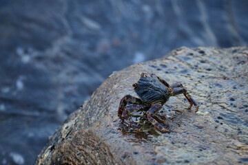 A crab with a dark shell and reddish claws clings to a wet, textured rock face. The background shows blurred, rushing water, creating a sense of a natural, coastal habitat.