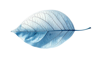 A single, translucent, blue-toned leaf, veins prominently displayed against a black background, exhibits a delicate, skeletal structure