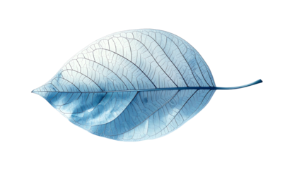 A single, translucent, blue-toned leaf, veins prominently displayed against a black background, exhibits a delicate, skeletal structure