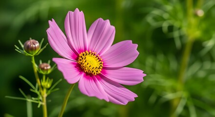Obraz premium Pink Cosmos Flower in Full Bloom Close Up.