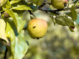 Close up of an apple with a small worm hanging on a branch, blurred background 