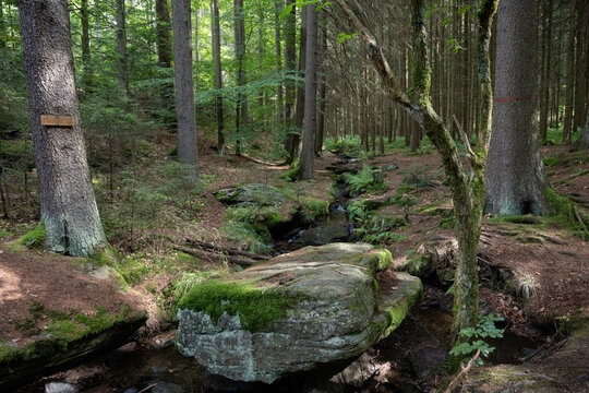 Wandern im sch&ouml;nen Egerl&auml;nder Wald am Muglbach in der N&auml;he von Bad Neualbenreuth
