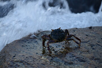A crab with a dark shell and reddish claws clings to a wet, textured rock face. The background shows blurred, rushing water, creating a sense of a natural, coastal habitat.
