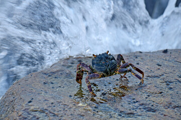 A crab with a dark shell and reddish claws clings to a wet, textured rock face. The background shows blurred, rushing water, creating a sense of a natural, coastal habitat.